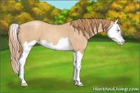 Horse Color:Gold Champagne Roan Splash 