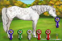 Horse Color:Gray Red Roan Appaloosa
