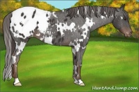 Horse Color:White Spotted Liver Chestnut Appaloosa 
