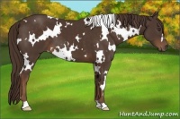 Horse Color:White Spotted Liver Chestnut 