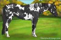 Horse Color:White Spotted Liver Chestnut 