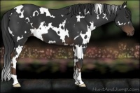 Horse Color:White Spotted Liver Chestnut