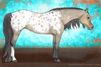 Horse Color:Brown Dun Appaloosa 