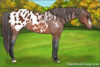 Horse Color:Bay Appaloosa 
