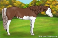 Horse Color:Chestnut Splash 