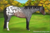 Horse Color:Brown Roan Appaloosa 