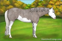 Horse Color:Silver Blue Roan Splash 