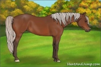 Horse Color:Silver Bay 