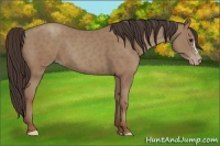 Horse Color:Classic Champagne 