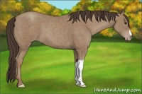 Horse Color:Classic Champagne 