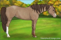 Horse Color:Classic Champagne 