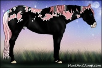 Horse Color:Watercolor White Spotted Red Roan Splash Appaloosa 