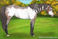 Horse Color:Bay Roan Frame Appaloosa Rabicano 