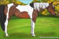 Horse Color:Bay Roan Tobiano 