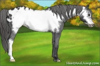 Horse Color:Black Frame Appaloosa 