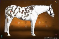 Horse Color:Liver Chestnut Appaloosa 
