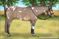 Horse Color:White Spotted Buckskin Appaloosa