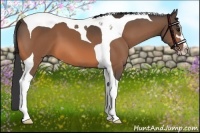 Horse Color:Buckskin Sabino Tobiano 
