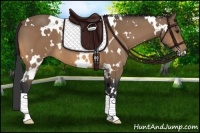 Horse Color:White Spotted Buckskin 