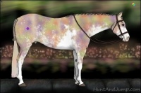 Horse Color:Nacre Palomino Sabino 