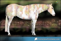 Horse Color:Nacre Palomino Sabino 