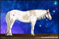 Horse Color:Palomino Appaloosa  and Nacre Palomino Appaloosa 