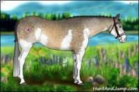Horse Color:Buckskin Splash 