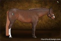 Horse Color:Liver Chestnut 
