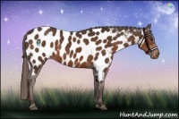 Horse Color:Liver Chestnut Near Leopard 