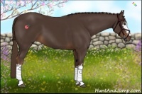 Horse Color:White Spotted Liver Chestnut 