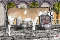 Horse Color:Brown Dun Splash 