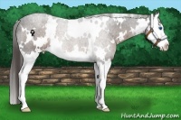 Horse Color:White Spotted Liver Chestnut Splash 