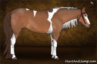 Horse Color:White Spotted Liver Chestnut Tobiano 