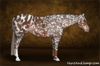 Horse Color:Liver Chestnut Appaloosa 