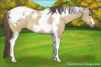 Horse Color:Bay Dun Tobiano Frame Blanket Rabicano