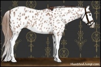 Horse Color:Red Roan Splash Appaloosa 