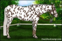 Horse Color:Silver Black Near Leopard 