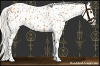 Horse Color:Silver Bay Appaloosa 