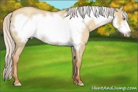 Horse Color:Silver Classic Champagne Roan Dun Frame 