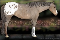 Horse Color:Liver Chestnut Appaloosa 