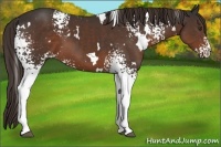 Horse Color:White Spotted Liver Chestnut 