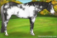 Horse Color:White Spotted Liver Chestnut Sabino Frame 