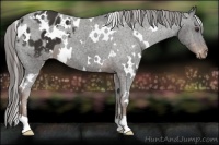 Horse Color:White Spotted Liver Chestnut Appaloosa 