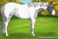 Horse Color:Black Sabino Tobiano Appaloosa 