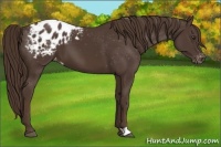 Horse Color:Liver Chestnut Appaloosa 