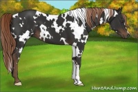 Horse Color:White Spotted Liver Chestnut 