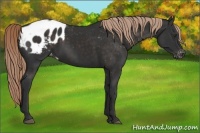Horse Color:Liver Chestnut Appaloosa