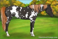 Horse Color:White Spotted Liver Chestnut 