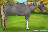 Horse Color:Liver Chestnut Appaloosa Rabicano 