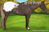 Horse Color:Liver Chestnut Snowcap Rabicano 